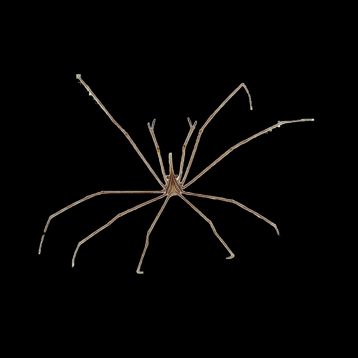 Arrow Crab – Stenorhynchus seticornis
