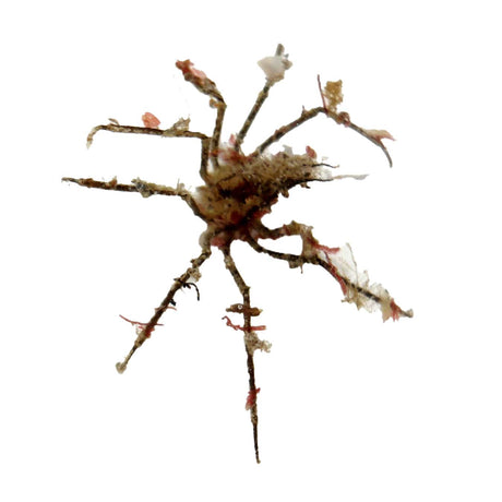 Arrow Decorator Crab – Stenorhynchus seticornis