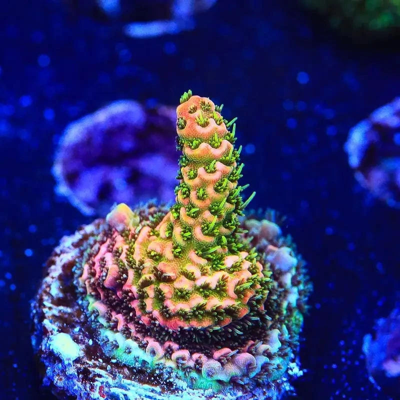 ASD Rainbow Millepora Acropora Coral – Top Shelf Aquatics