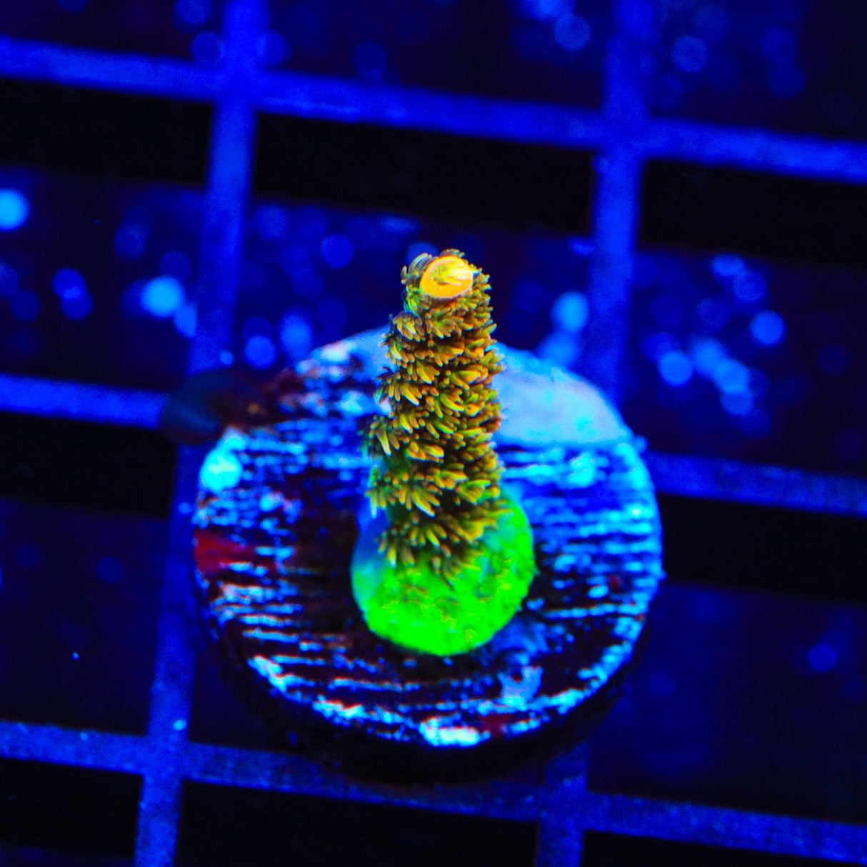 ASD Rainbow Millepora Acropora Coral