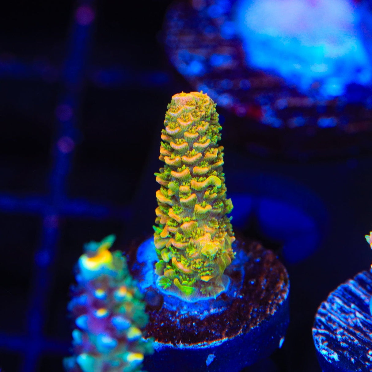 ASD Rainbow Millepora Acropora Coral