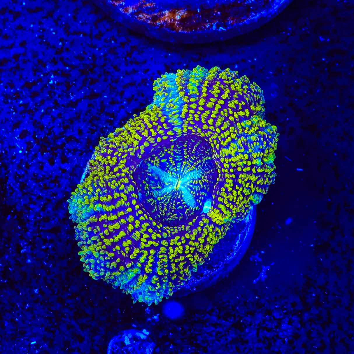 Asian Glitter Do the Dew Deep Water Acan Coral