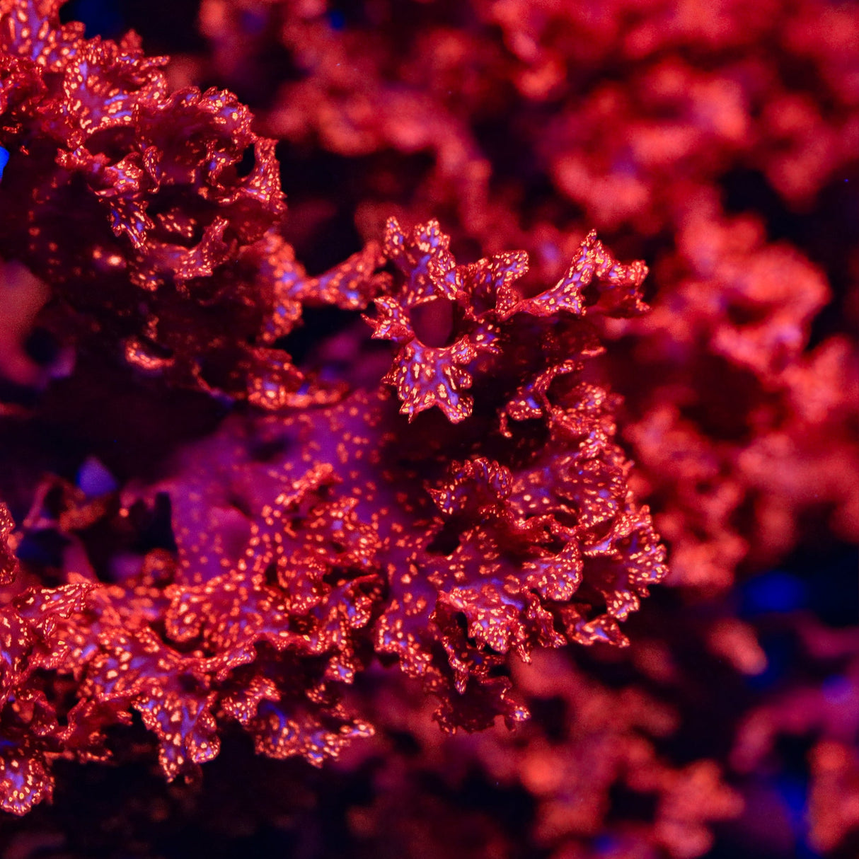 Atomic Broccoli Macroalgae