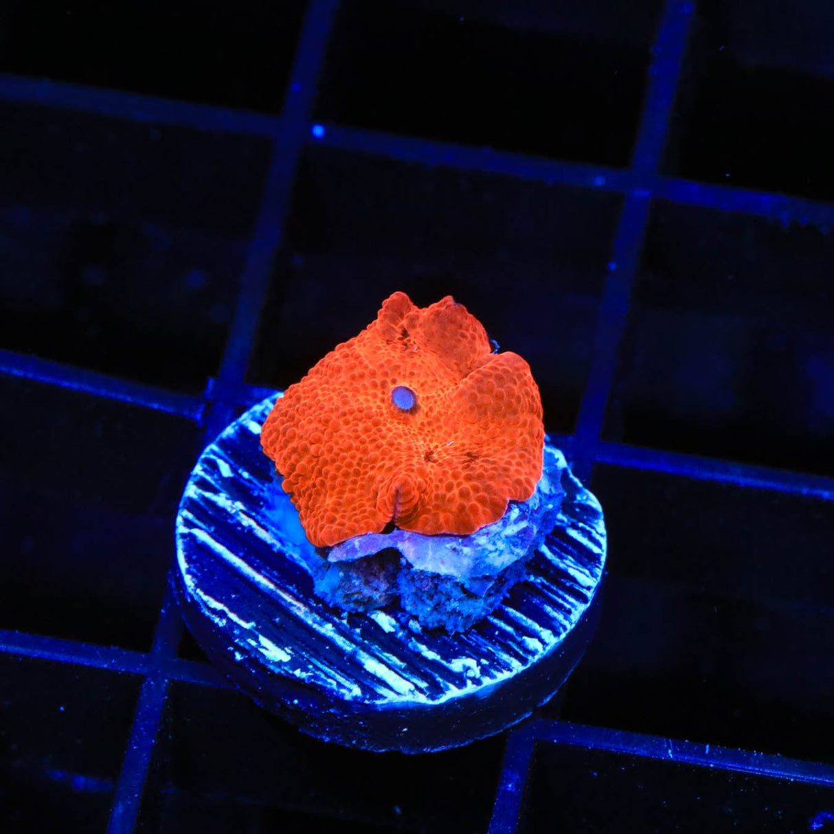 Atomic Orange Mushroom Coral
