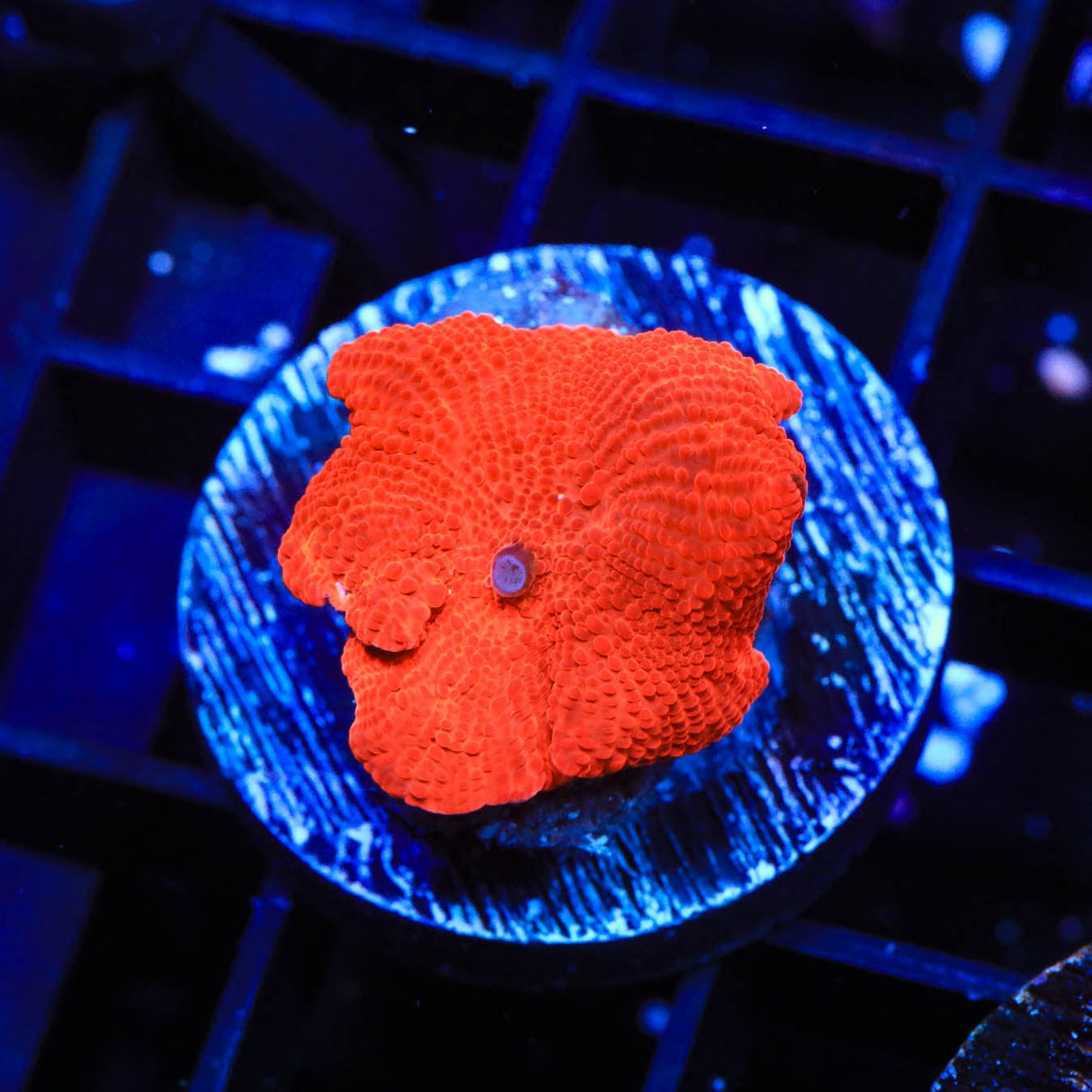 Atomic Orange Mushroom Coral