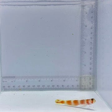 Aurora Pinkbar Goby (Amblyeleotris aurora)