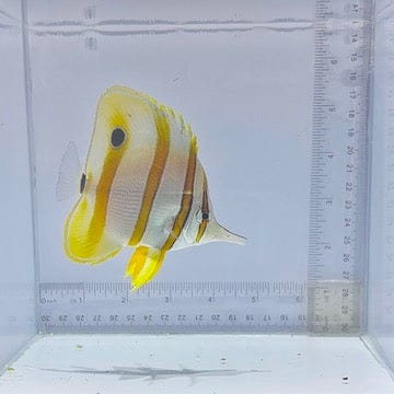 Aussie Copperband Butterfly (Chelmon rostratus)