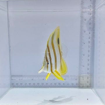 Aussie Copperband Butterfly (Chelmon rostratus)