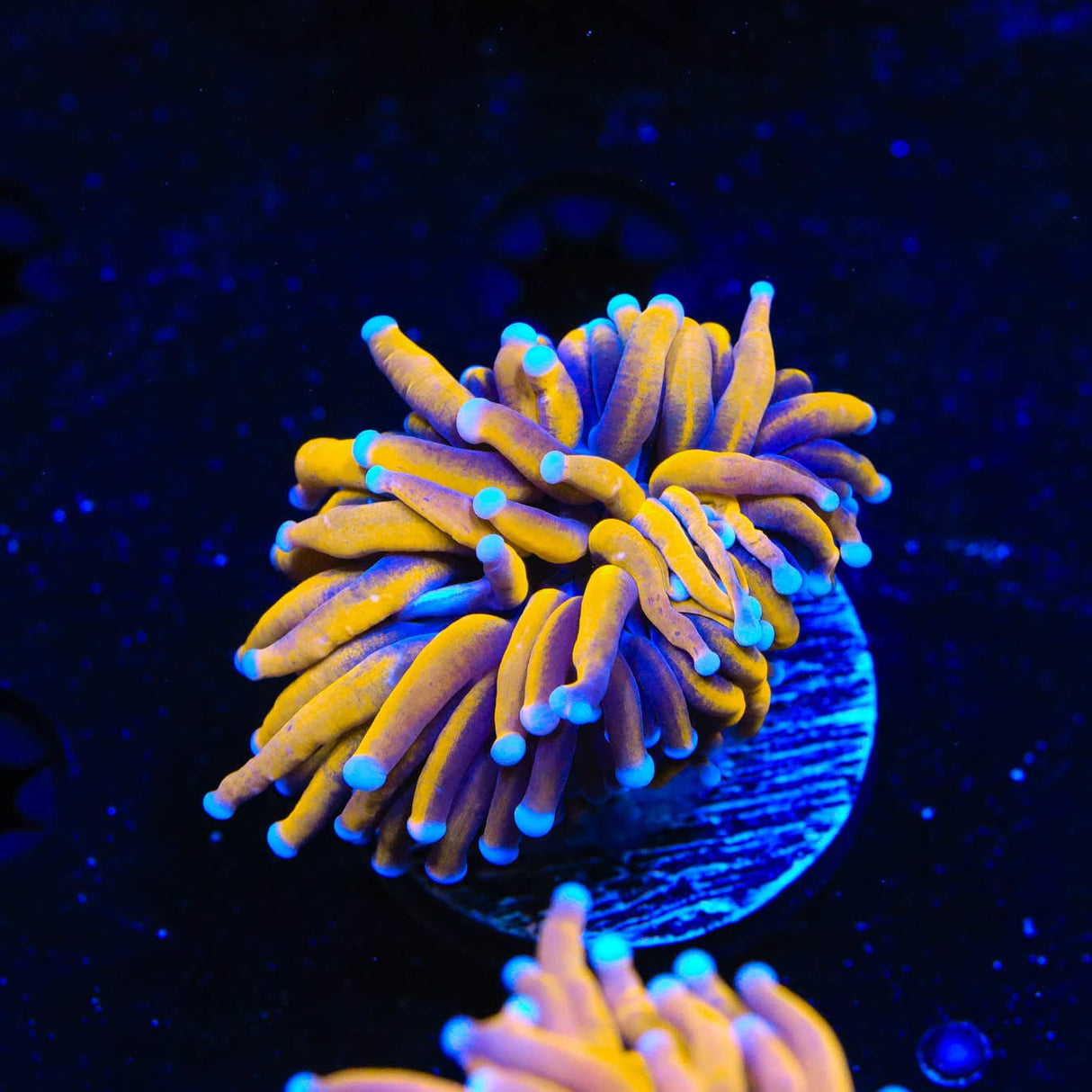 Aussie Gold Torch Coral