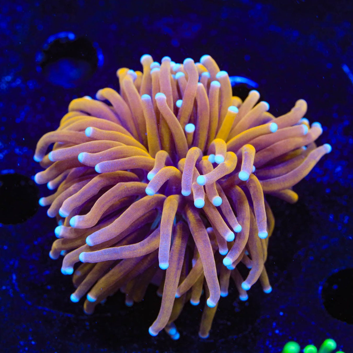 Aussie Gold Torch Coral