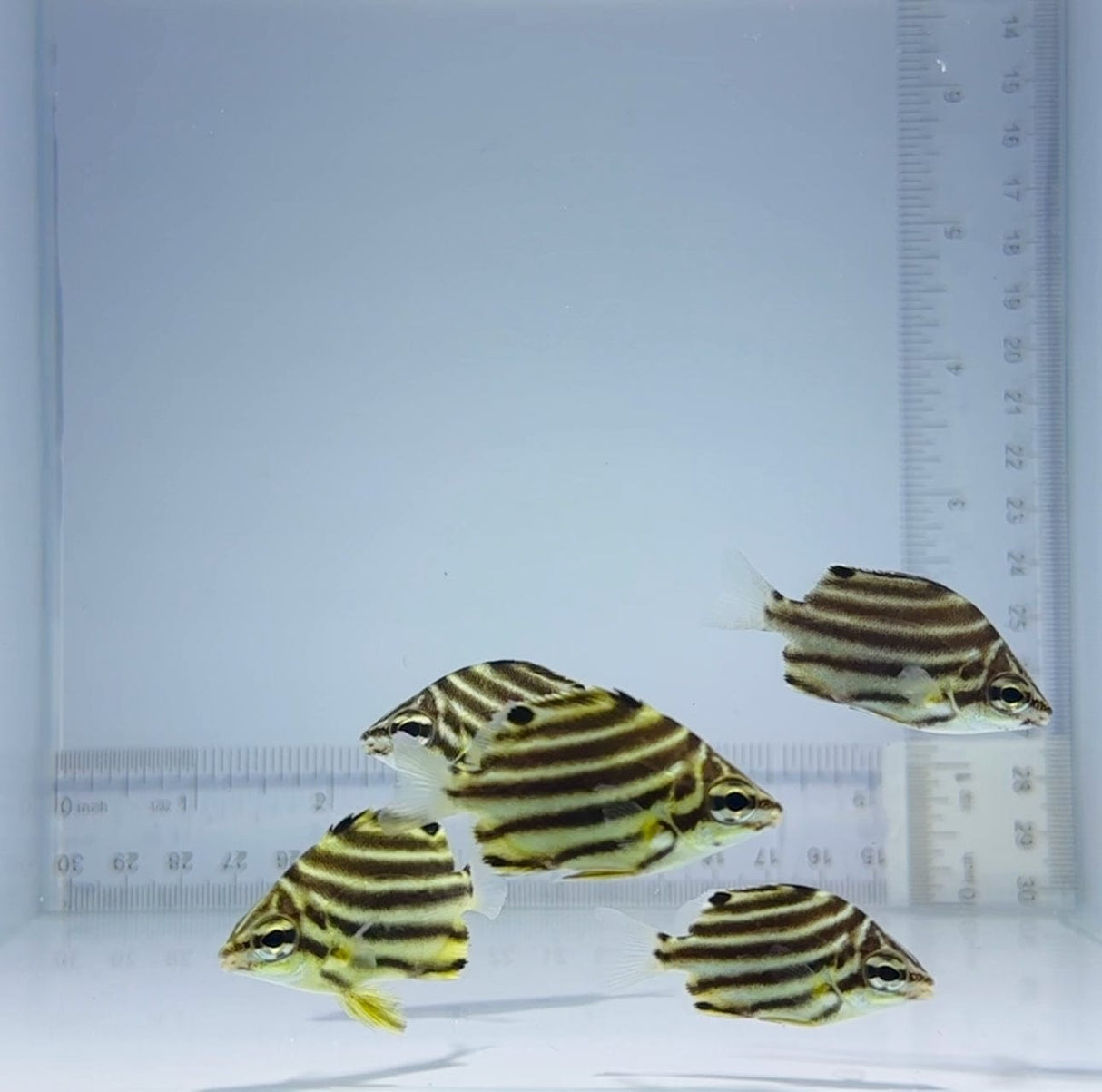 Australian Stripey Fish