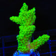 Bali Green Slimer Acropora Coral