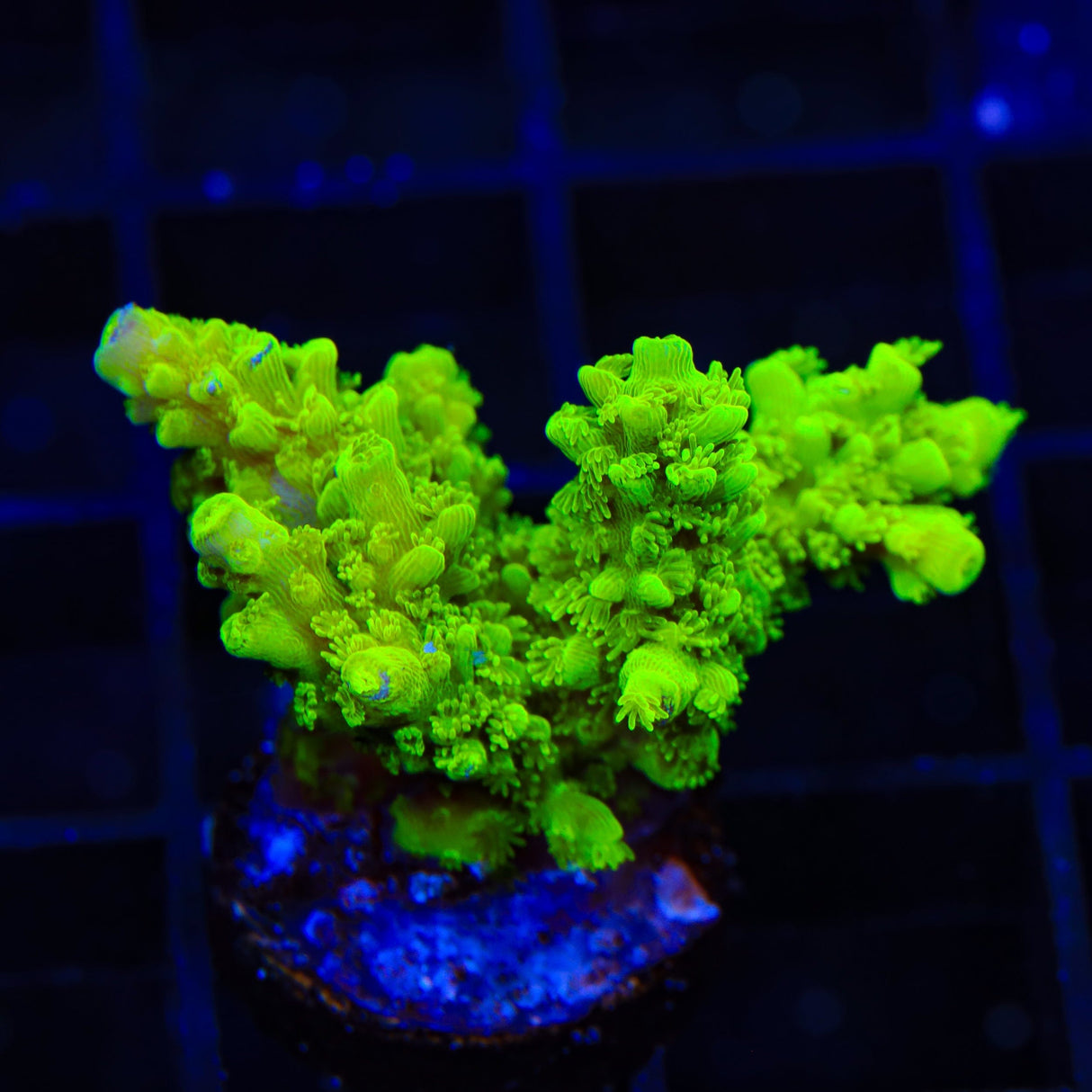 Bali Green Slimer Acropora XL Frag Coral