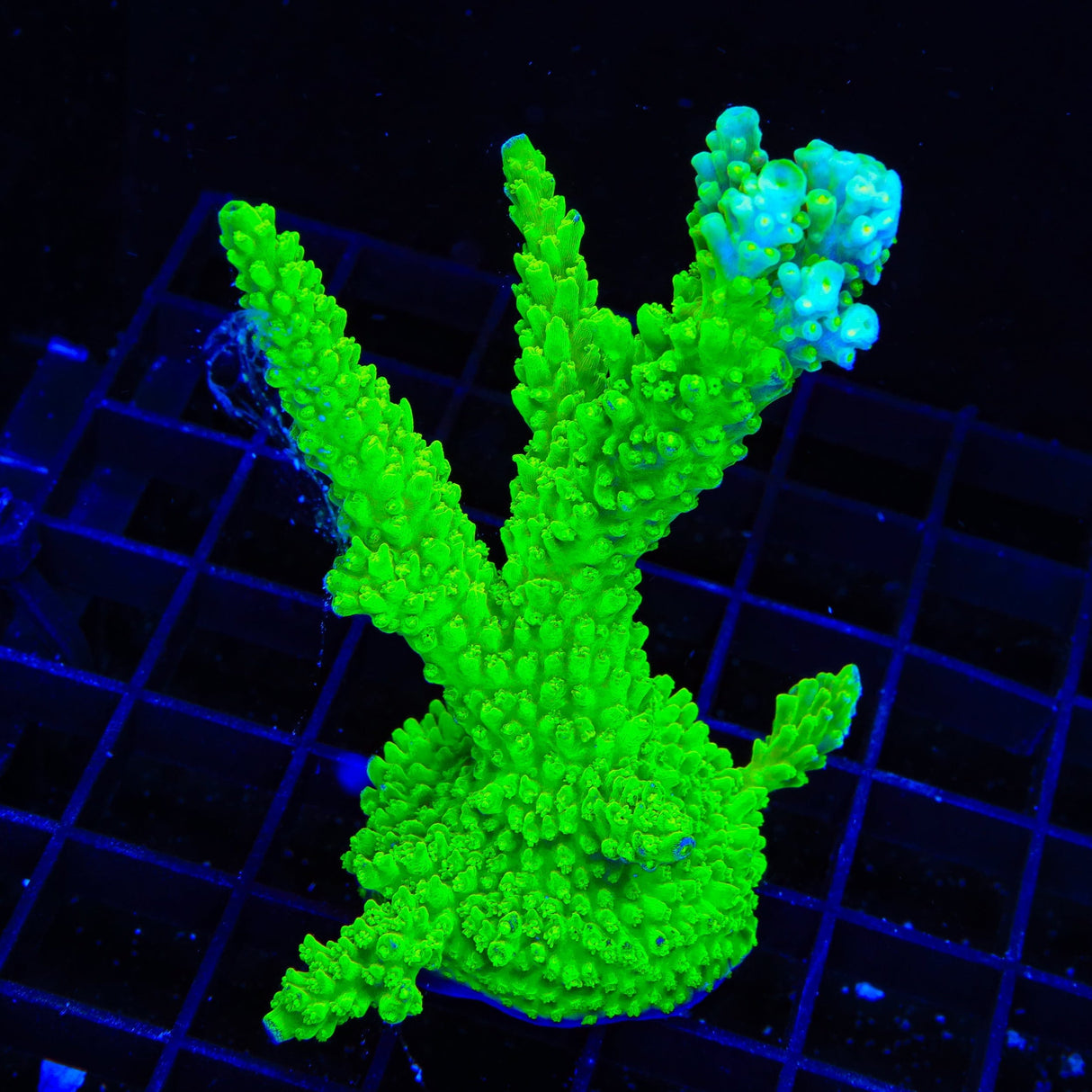 Bali Green Slimer Acropora XL Frag Coral