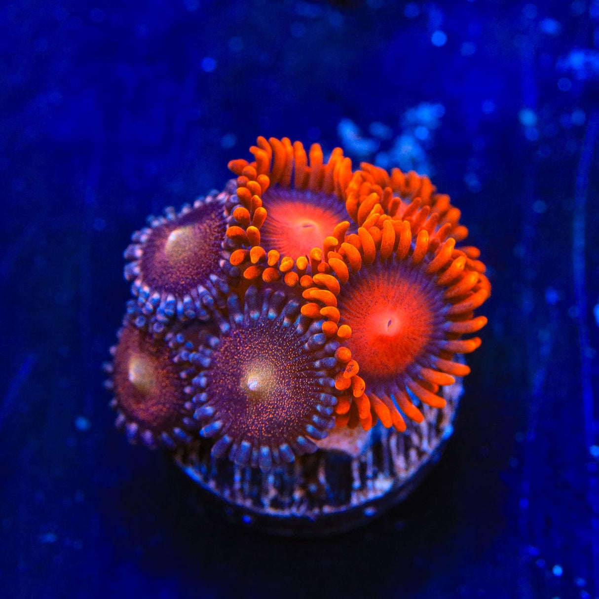 Bam Bam and Mohawk Zoanthids Coral