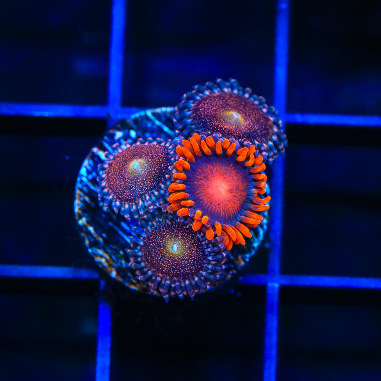 Bam Bam and Mohawk Zoanthids Coral