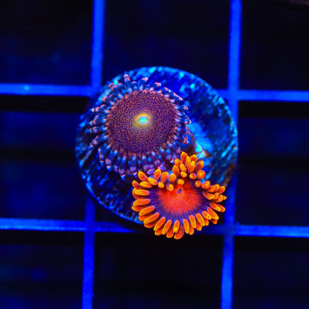 Bam Bam and Mohawk Zoanthids Coral