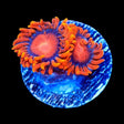 Bam Bam Zoanthids Coral