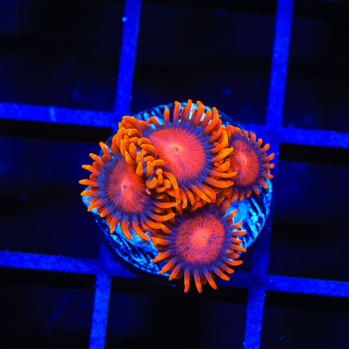 Bam Bam Zoanthids Coral