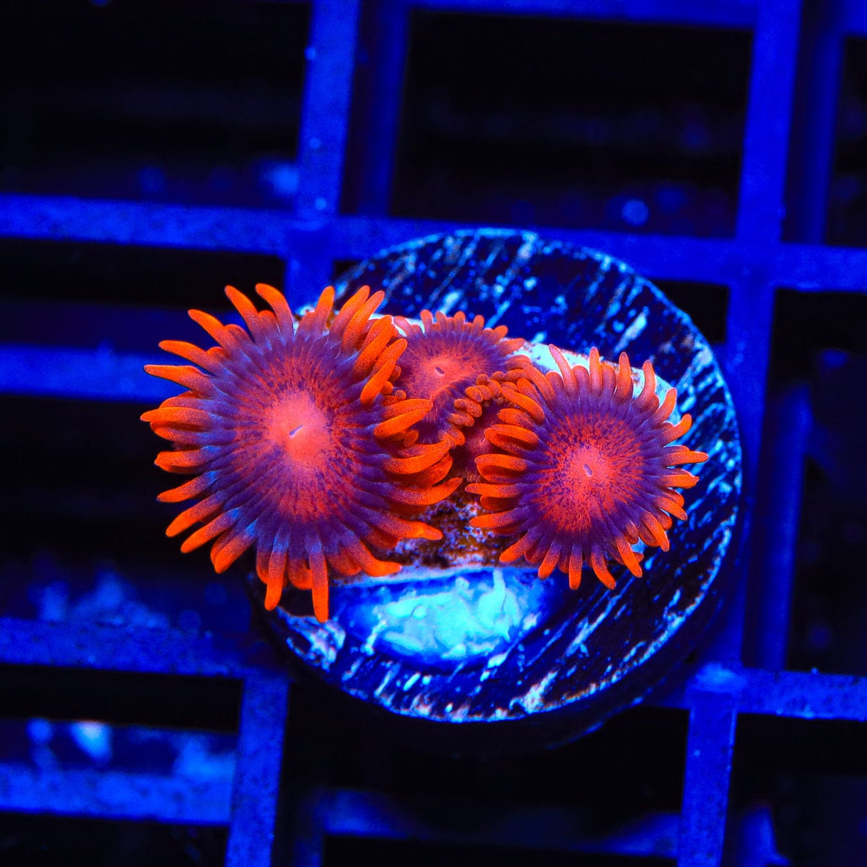 Bam Bam Zoanthids Coral
