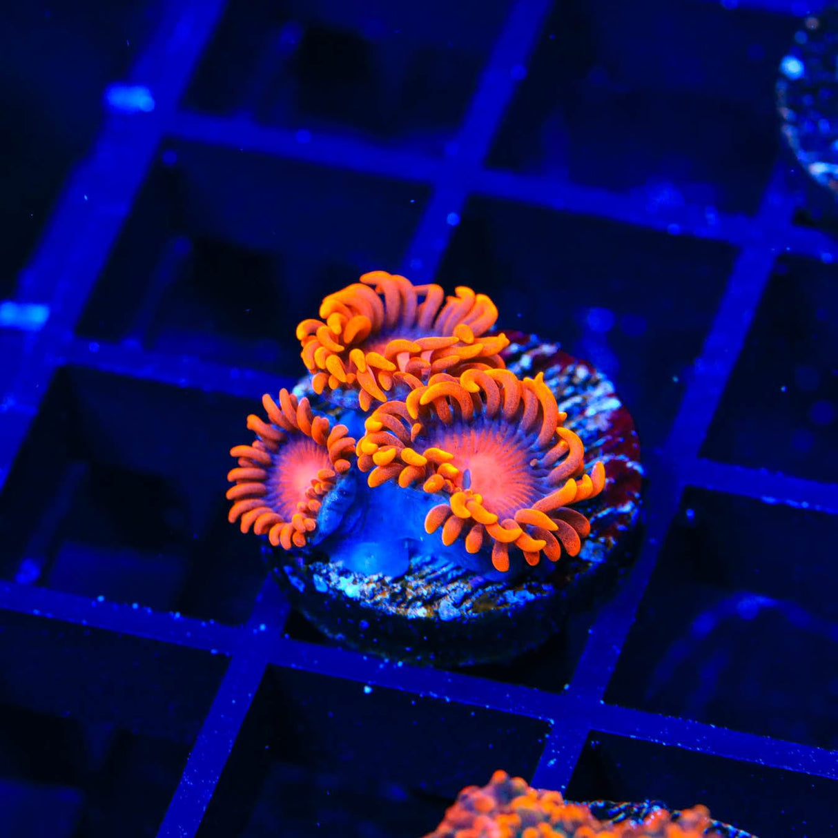 Bam Bam Zoanthids Coral