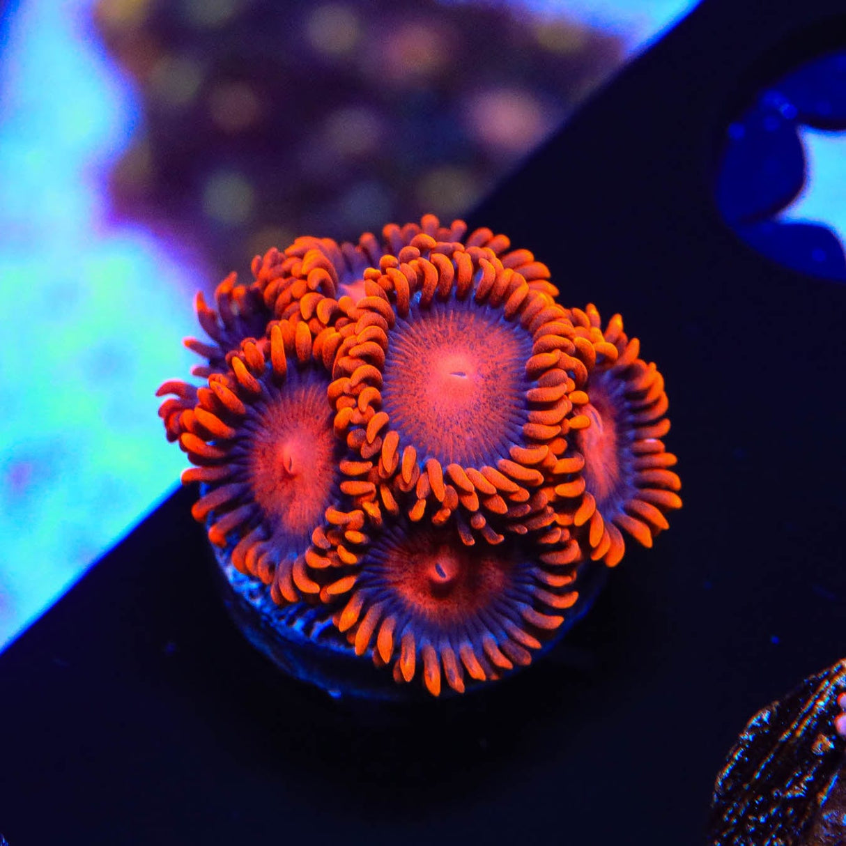 Bam Bam Zoanthids Coral