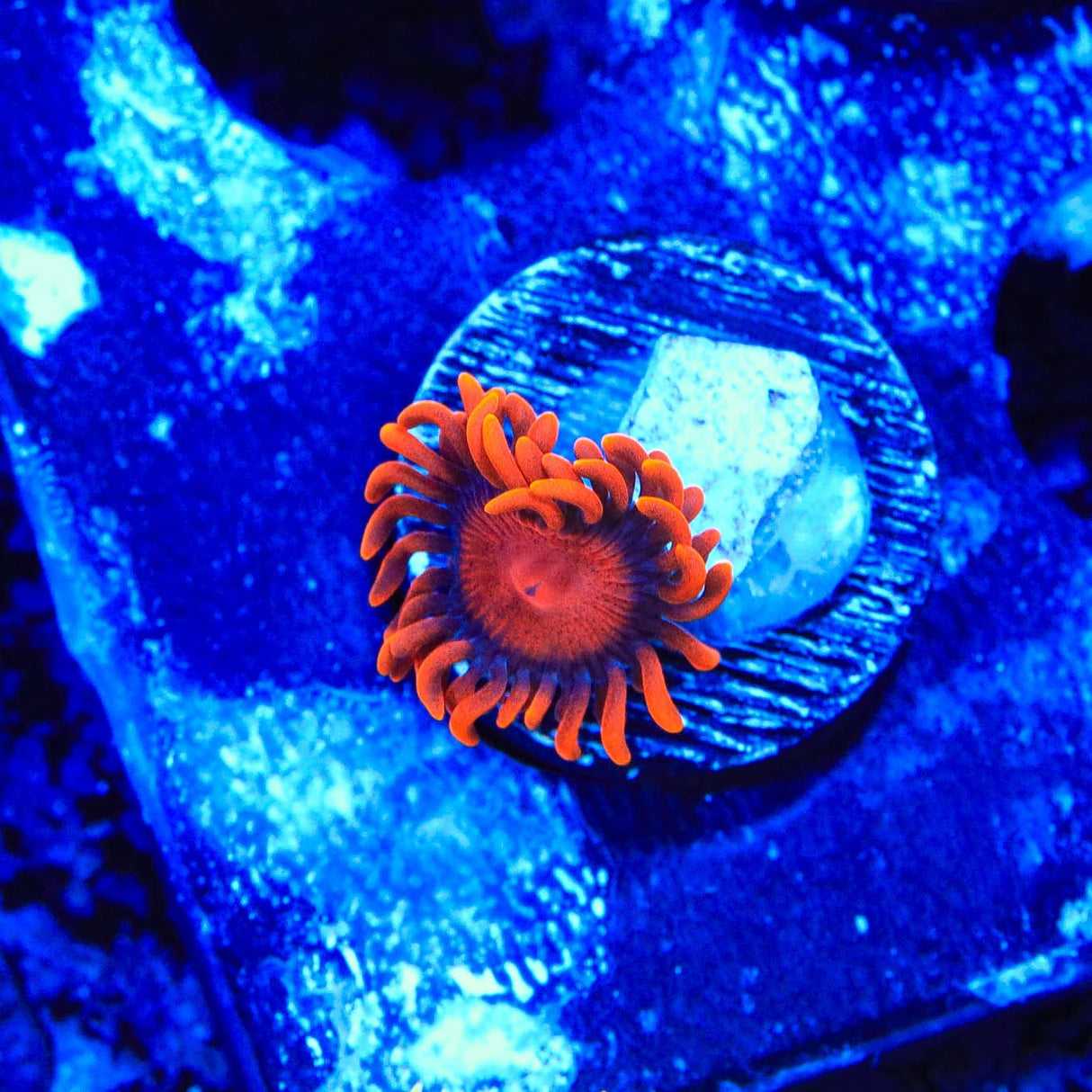 Bam Bam Zoanthids Coral