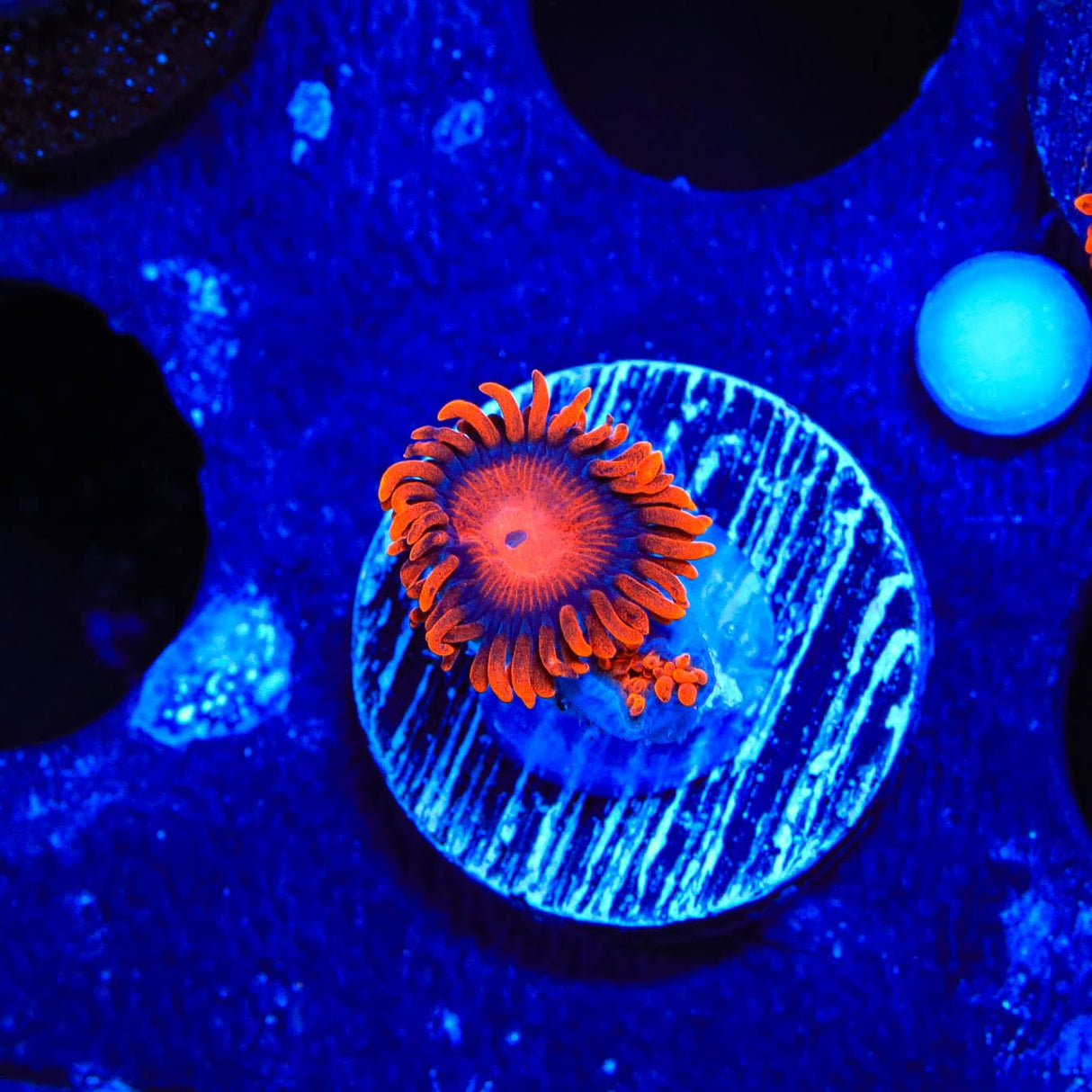 Bam Bam Zoanthids Coral