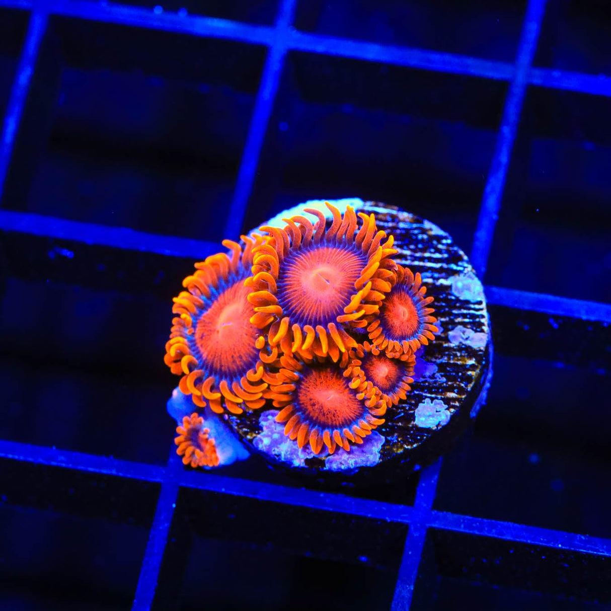 Bam Bam Zoanthids Coral