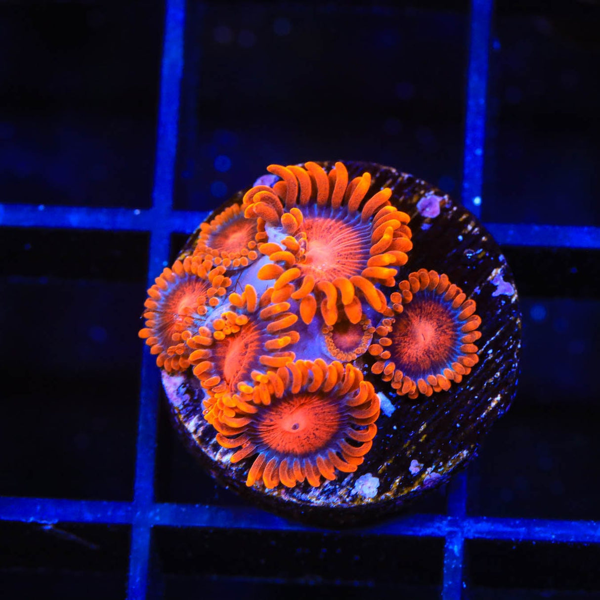 Bam Bam Zoanthids Coral