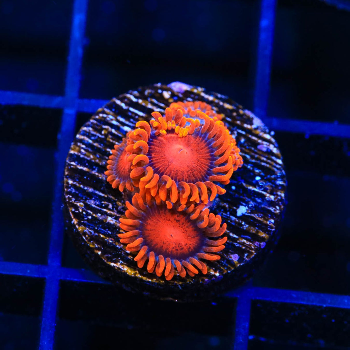 Bam Bam Zoanthids Coral