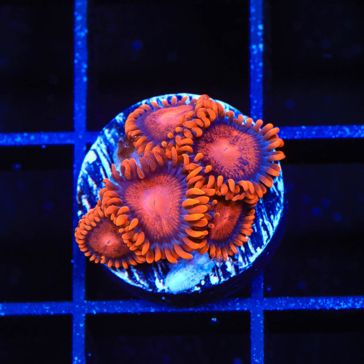Bam Bam Zoanthids Coral
