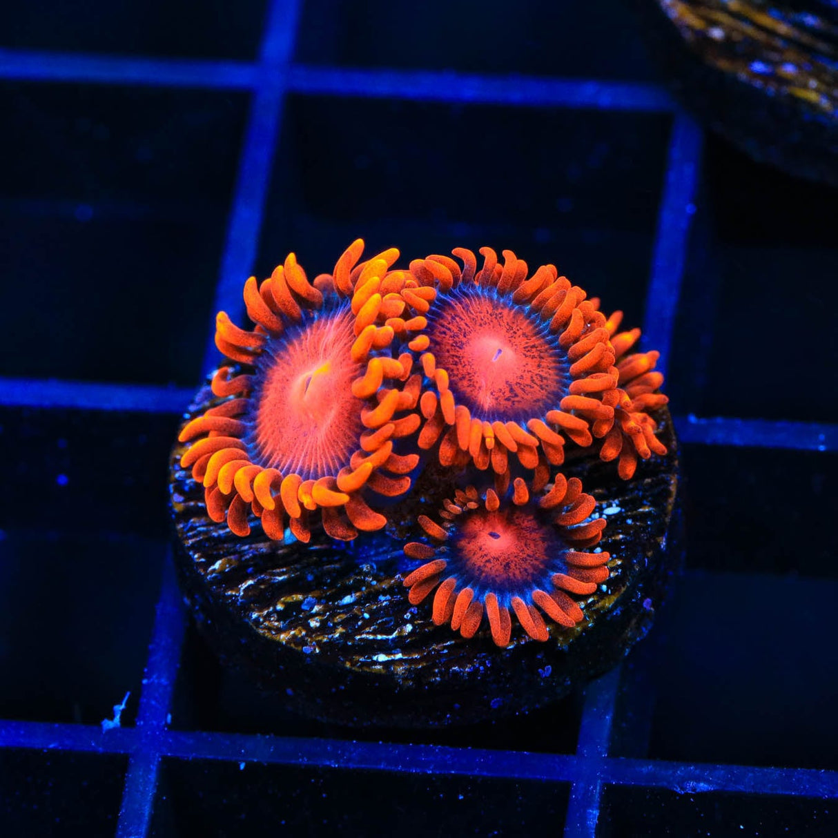 Bam Bam Zoanthids Coral