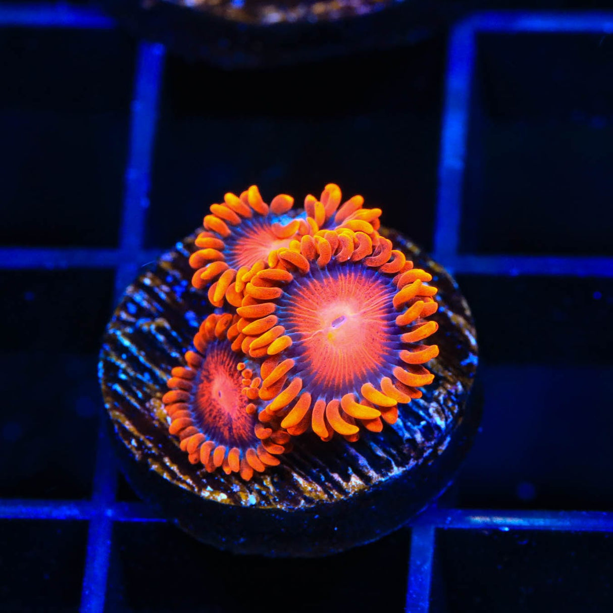 Bam Bam Zoanthids Coral
