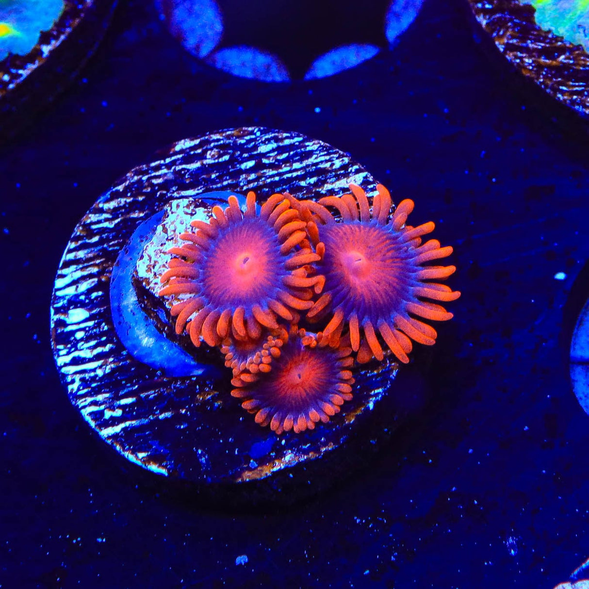 Bam Bam Zoanthids Coral