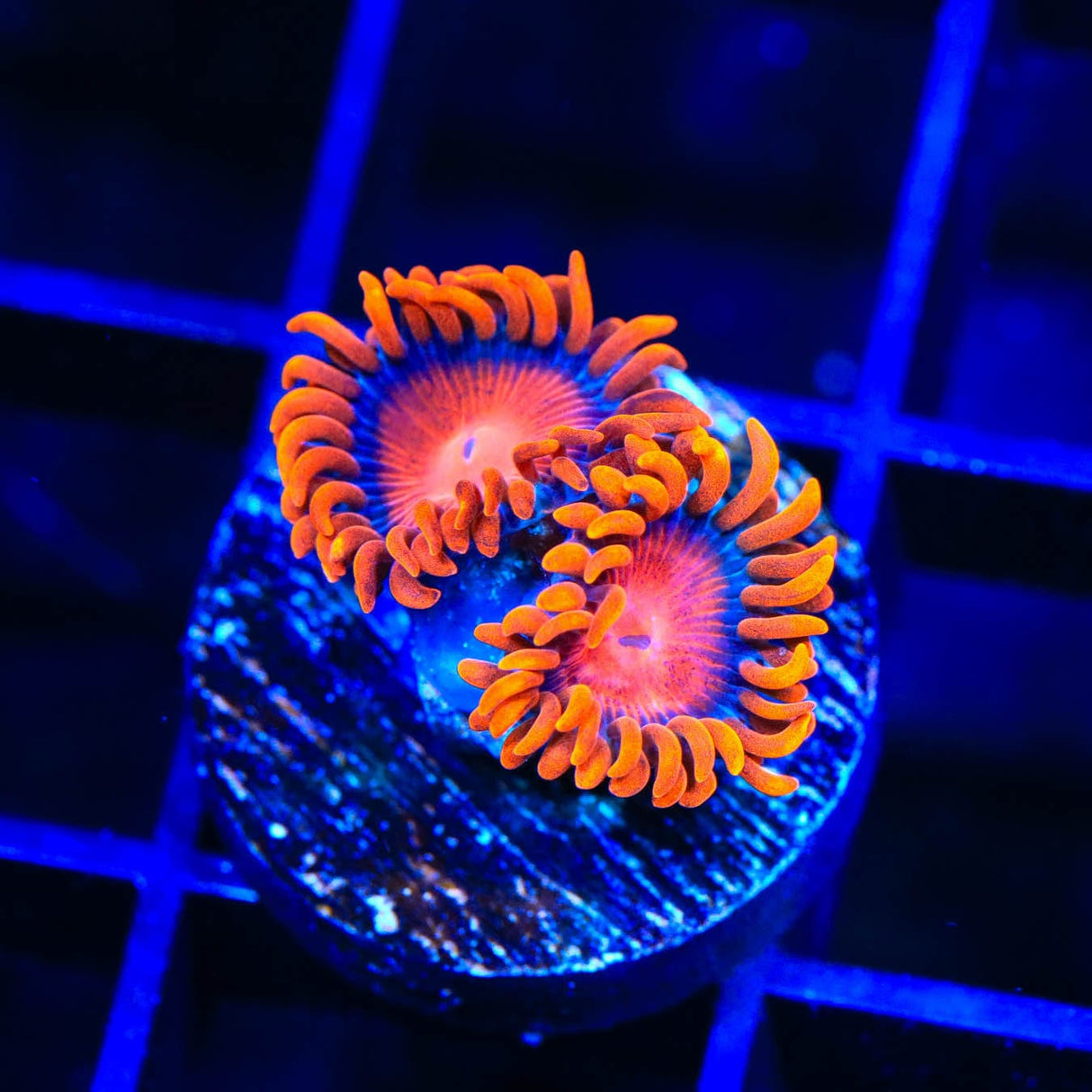 Bam Bam Zoanthids Coral