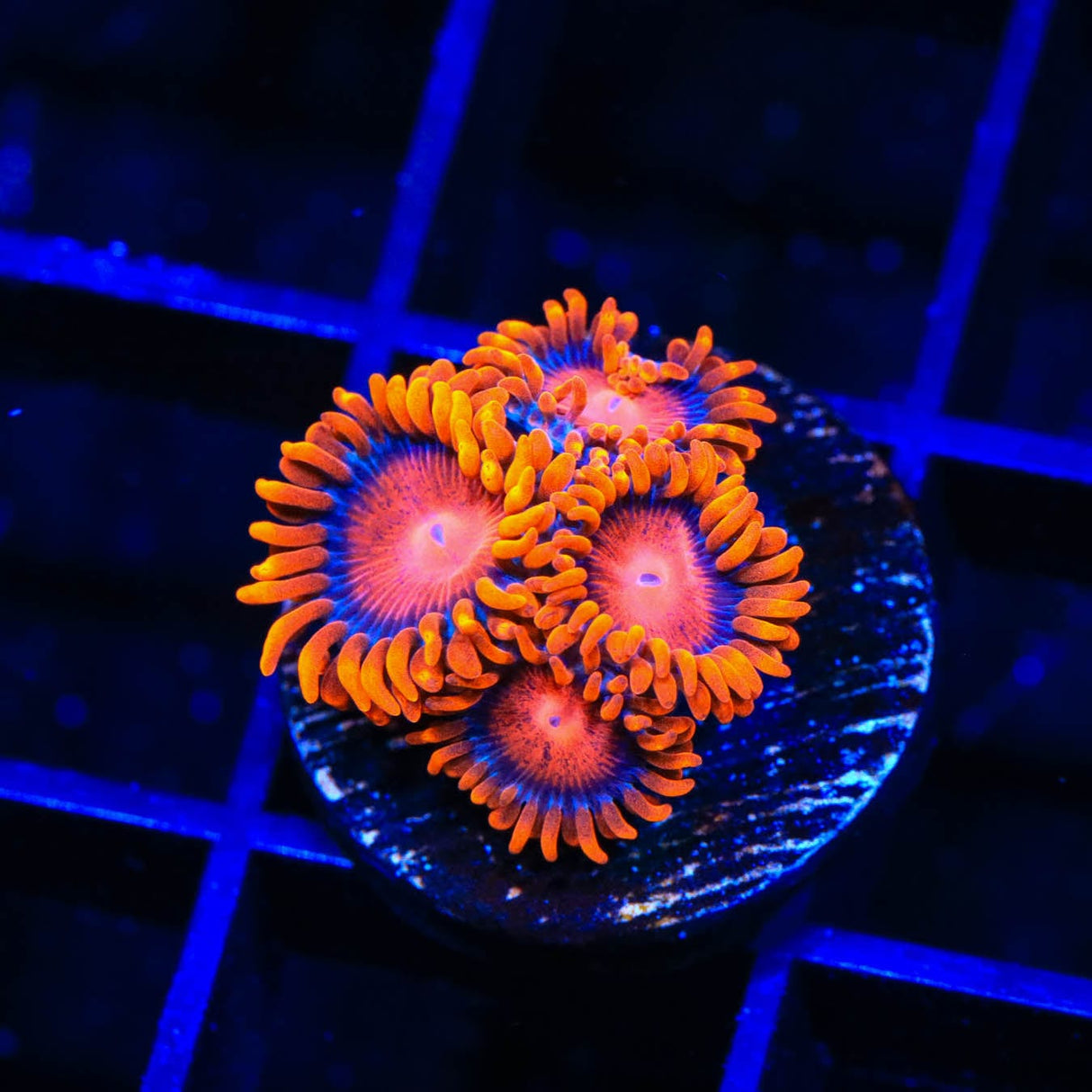 Bam Bam Zoanthids Coral