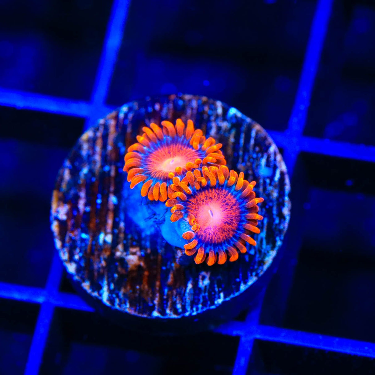 Bam Bam Zoanthids Coral