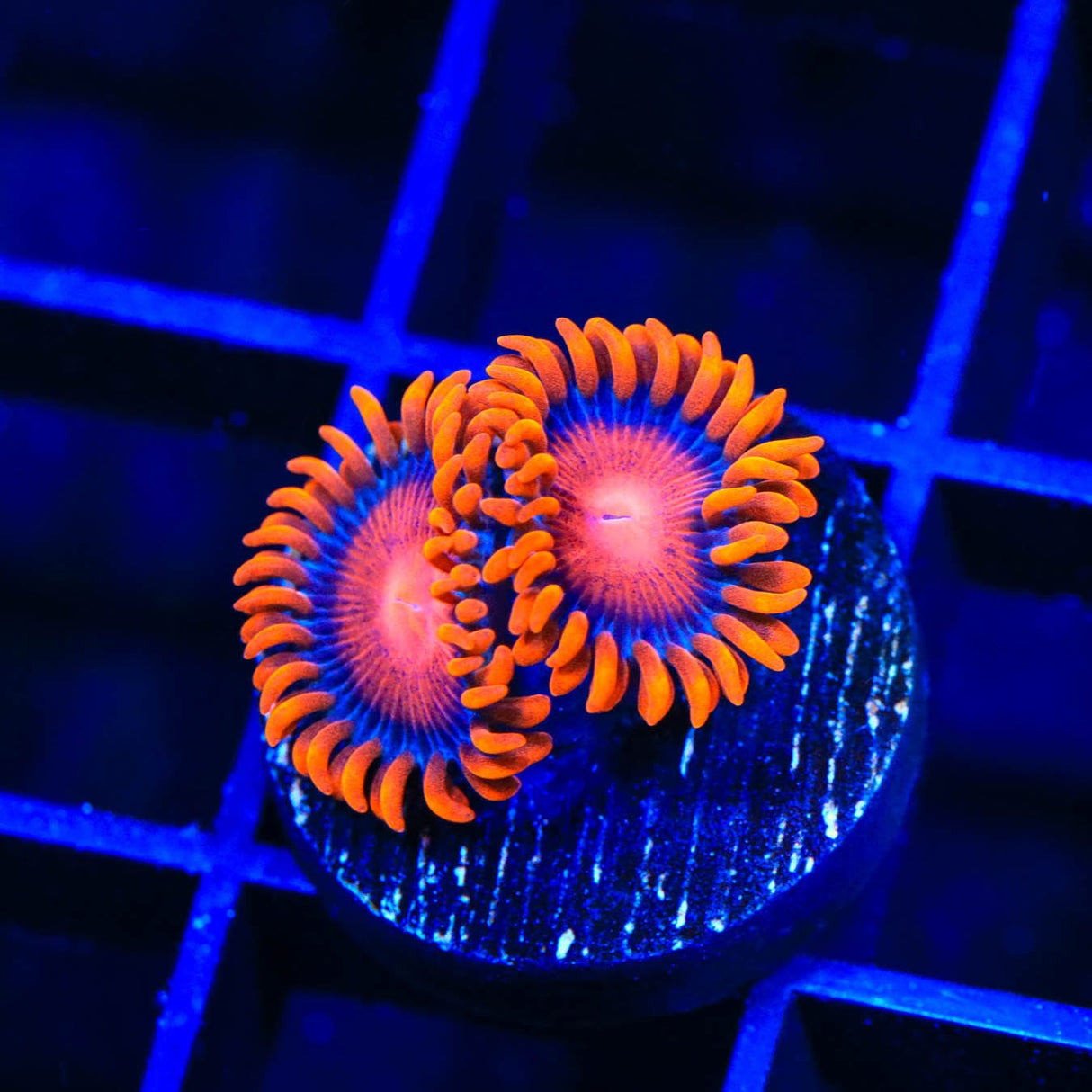 Bam Bam Zoanthids Coral