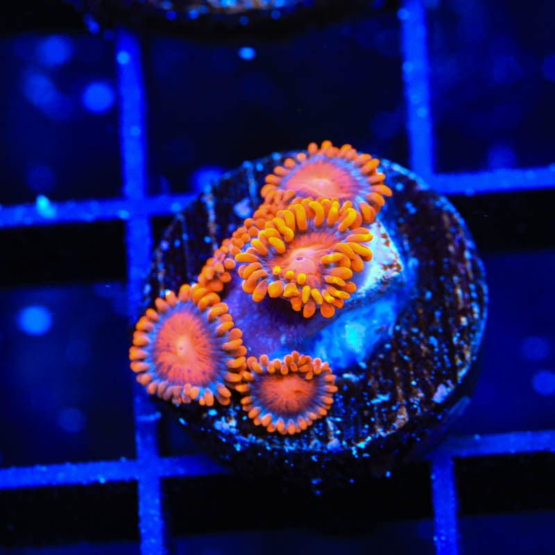 Bam Bam Zoanthids Coral