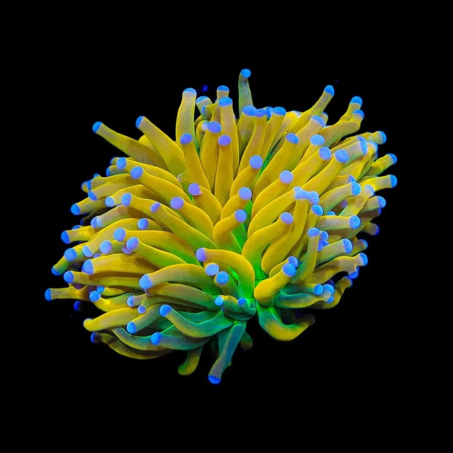 Banana Boat Torch Coral