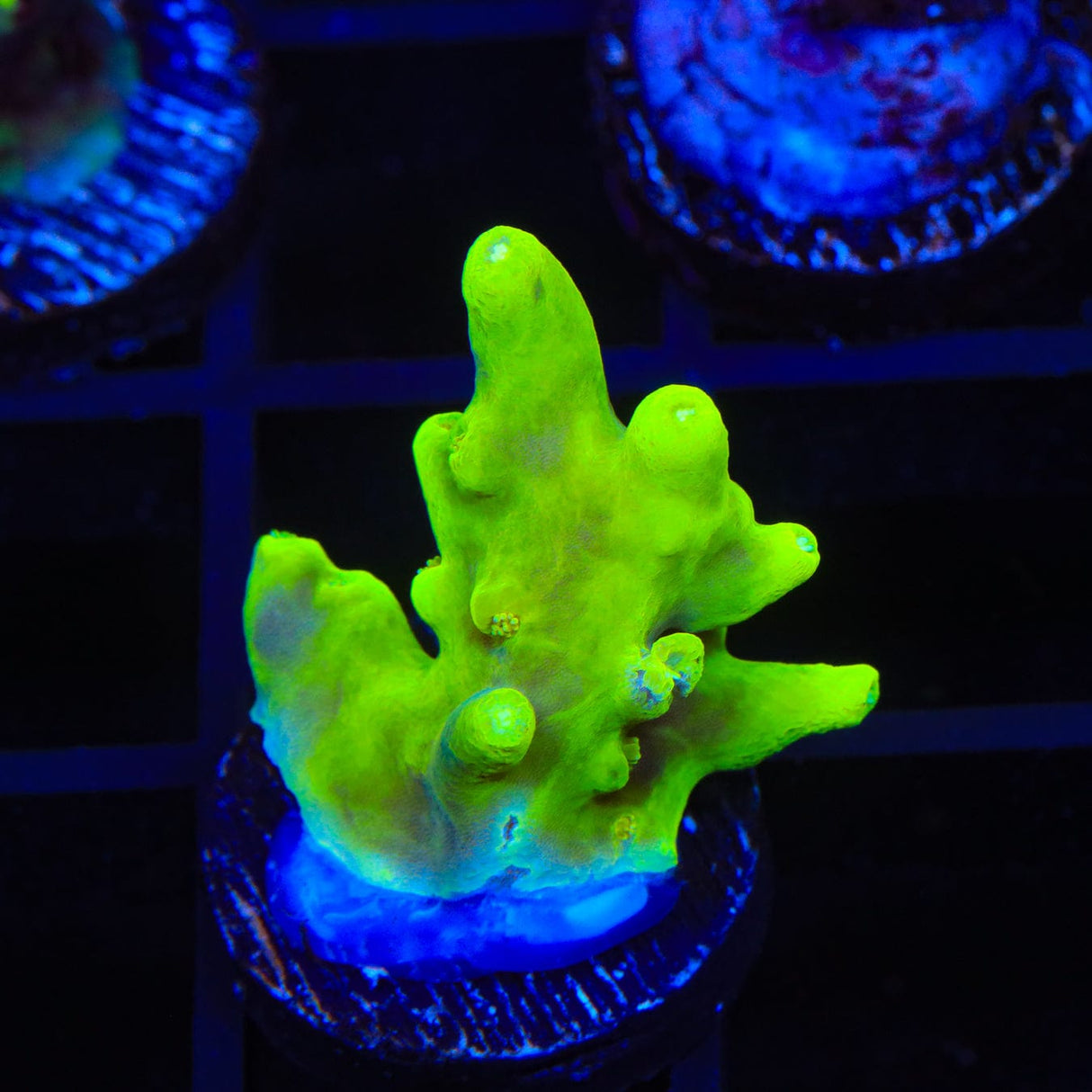 Banana Lokani Acropora Coral