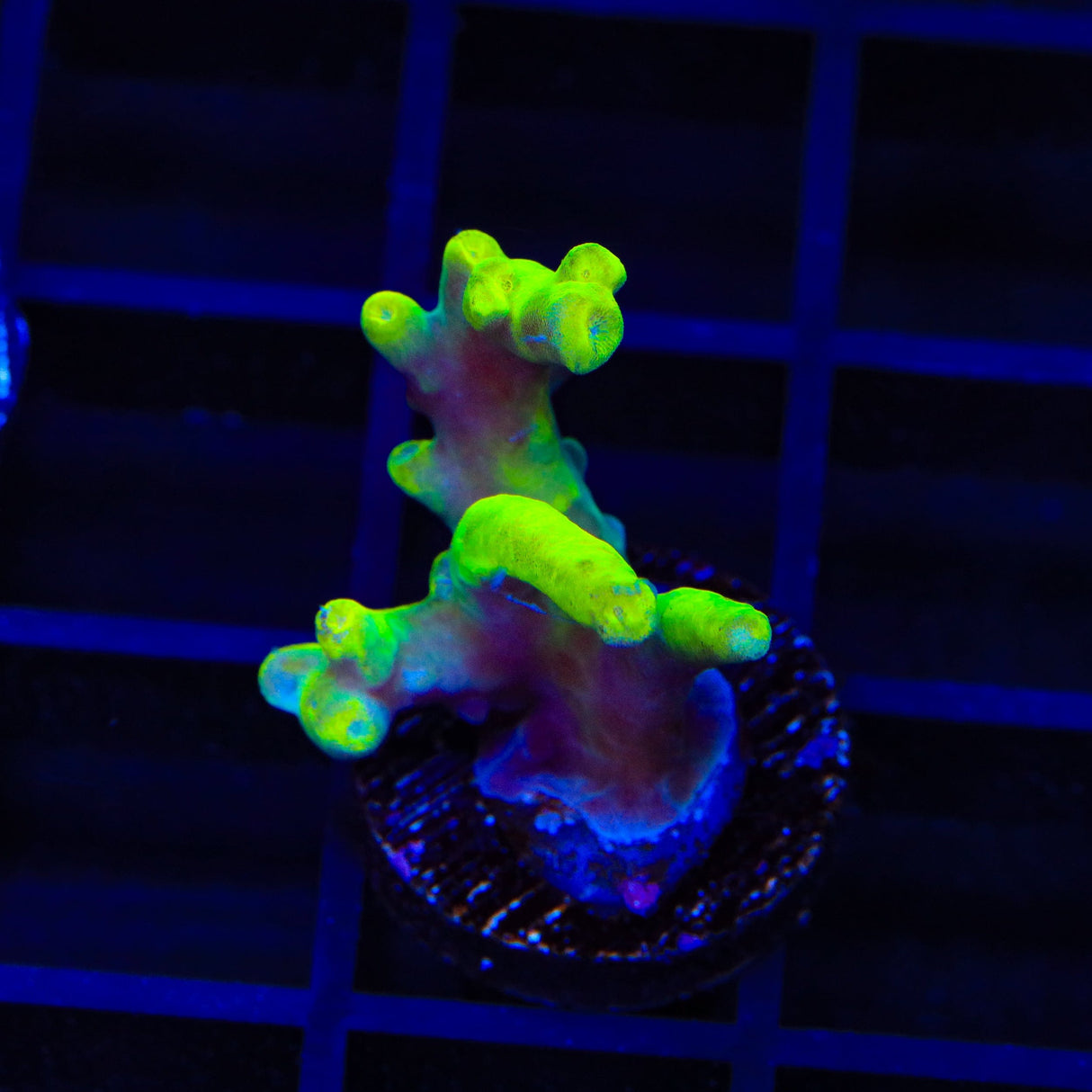 Banana Lokani Acropora Coral