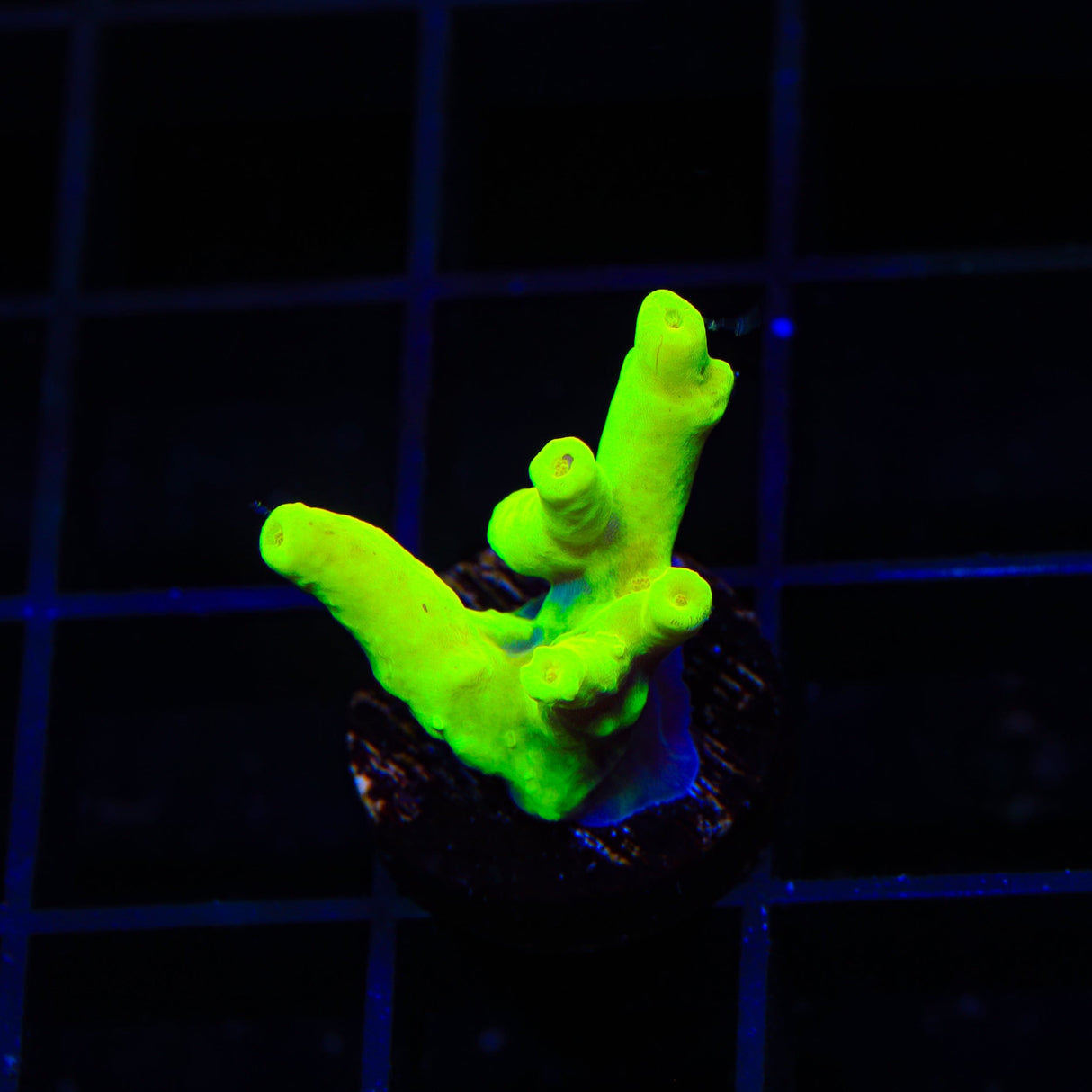 Banana Lokani Acropora Coral