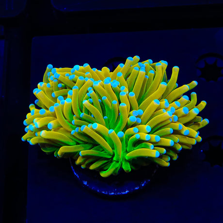 Banana Torch Coral