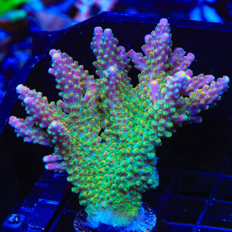 BC Bubblebath Unicorn Acropora Colony Coral