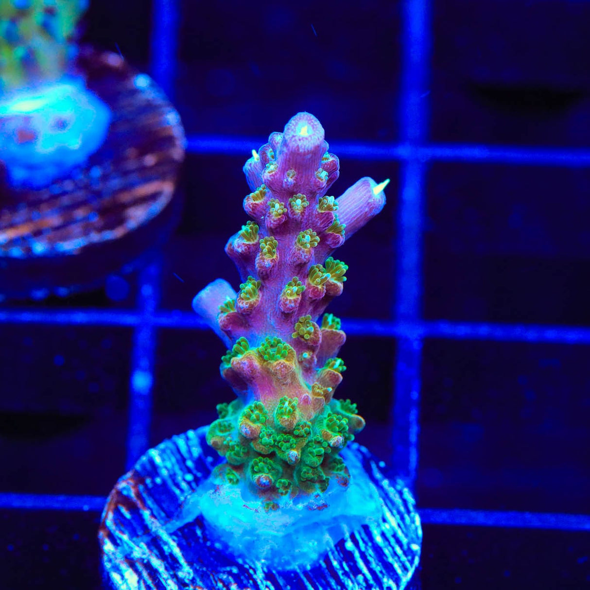 BC Bubblebath Unicorn Acropora Coral