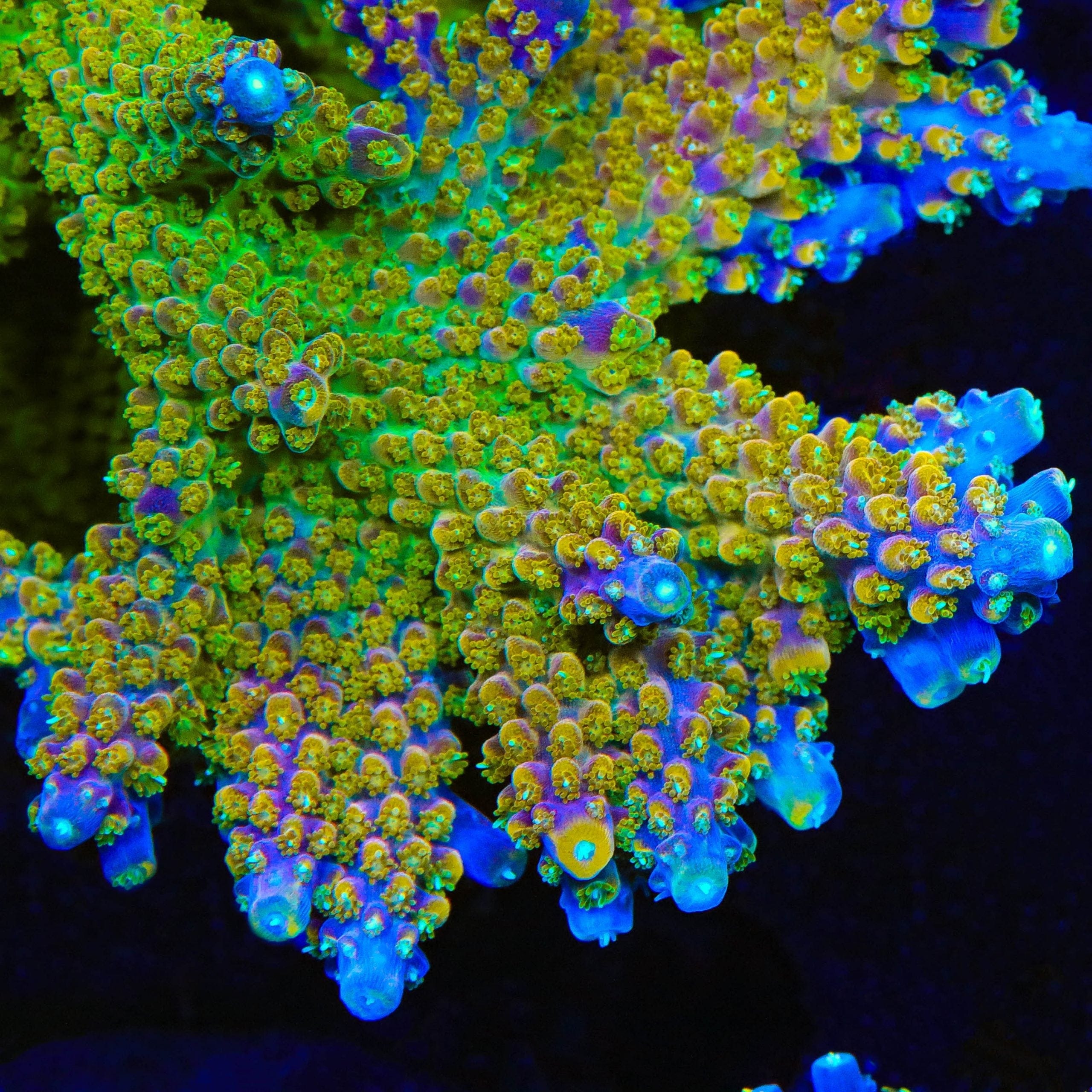 BC Bubblebath Unicorn Acropora Coral