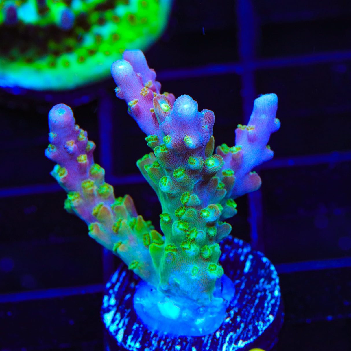 BC Bubblebath Unicorn Acropora Coral
