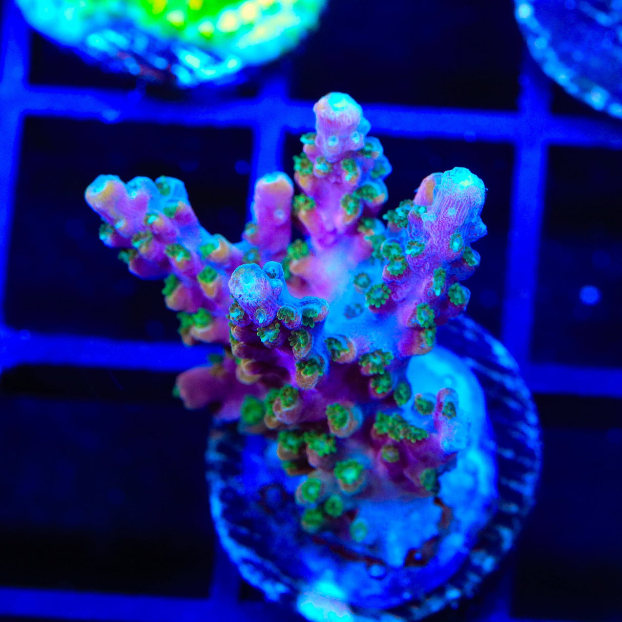 BC Bubblebath Unicorn Acropora Coral